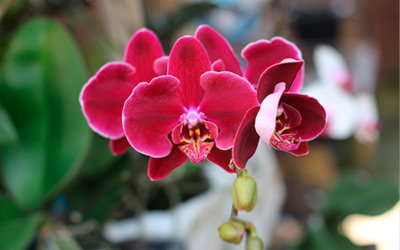 Foto de Flores Naturais