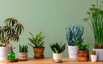 Foto de Planta Ornamental