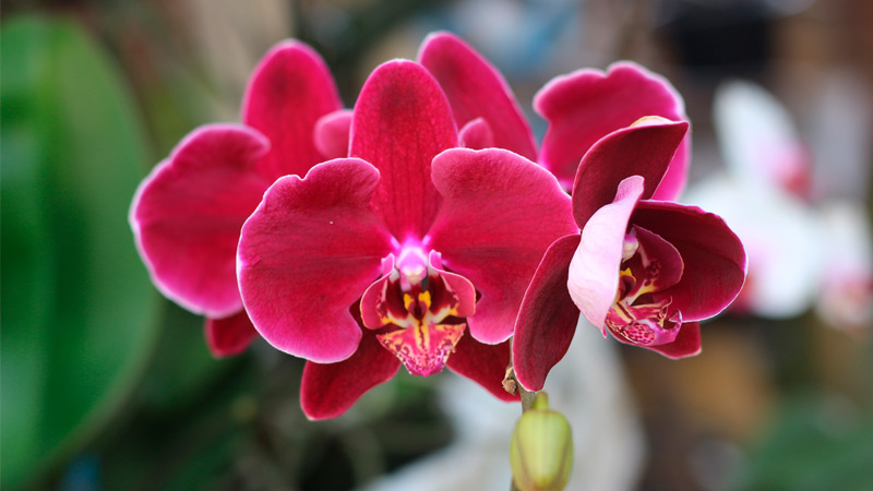 Foto Serviço Flores Naturais