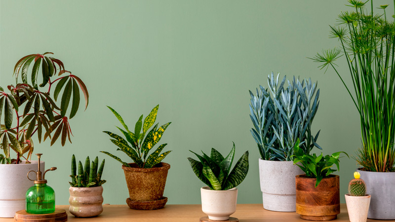 Foto Serviço Plantas