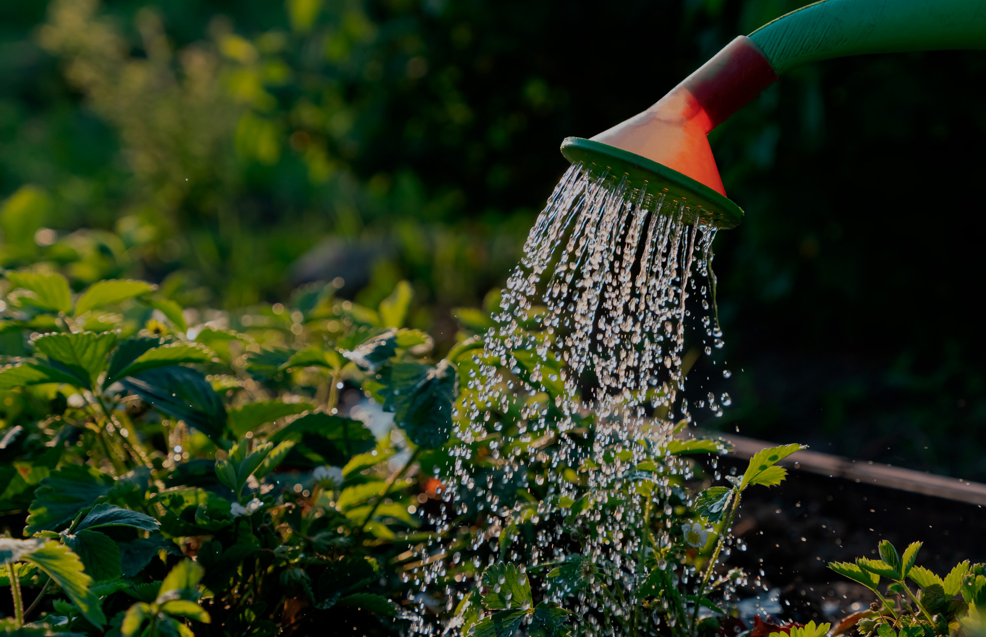 Jardinagem e Paisagismo