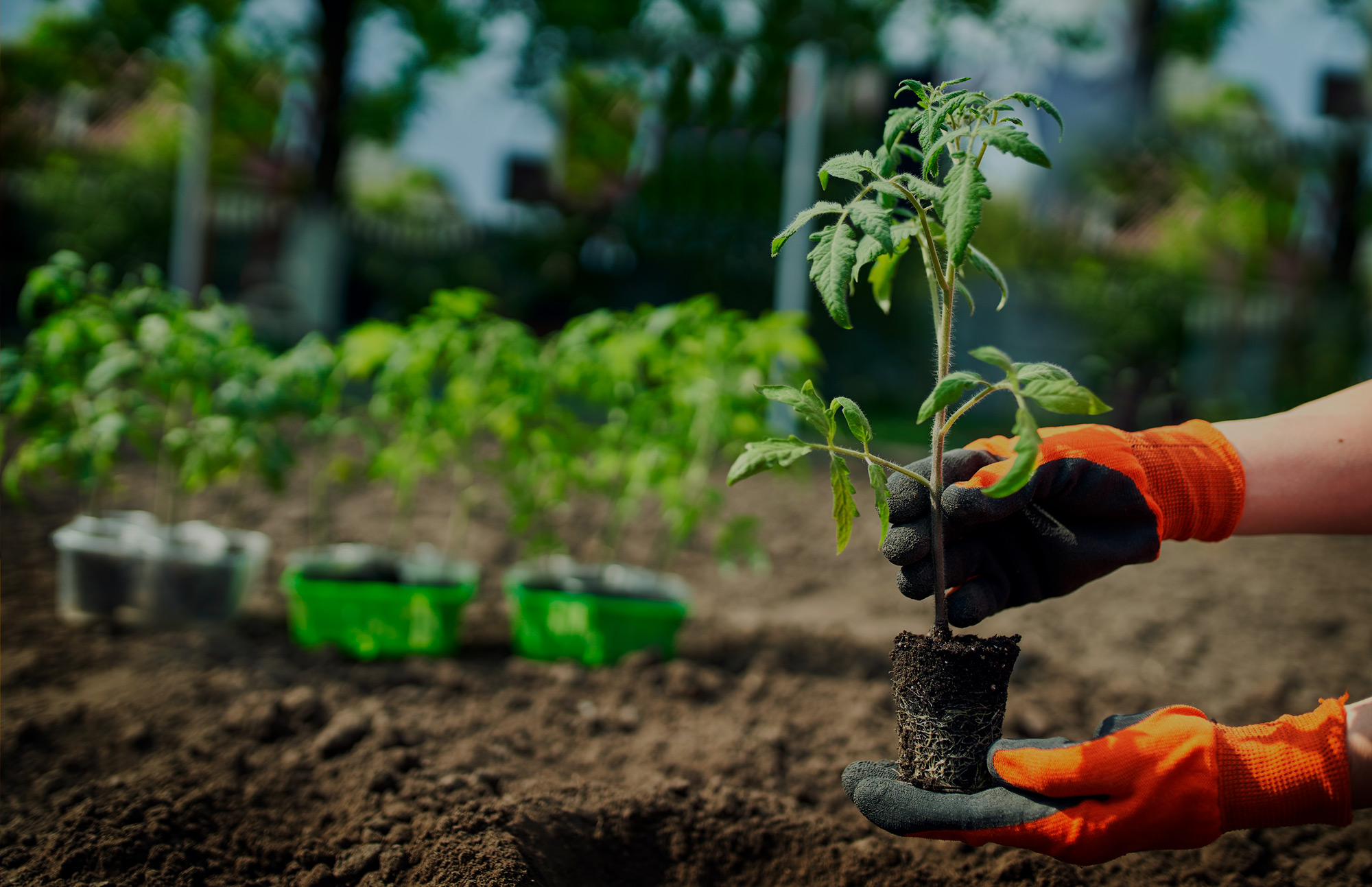 Jardinagem e Paisagismo