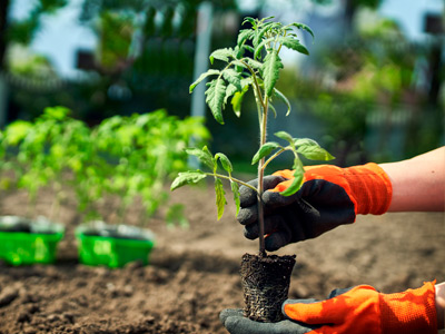 Jardinagem e Paisagismo