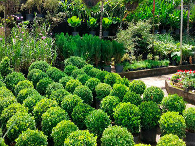 Jardinagem e Paisagismo