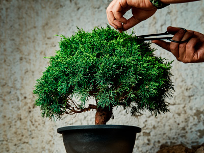 Jardinagem e Paisagismo