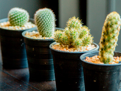 Jardinagem e Paisagismo