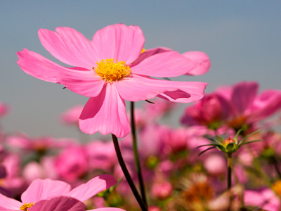Jardinagem e Paisagismo